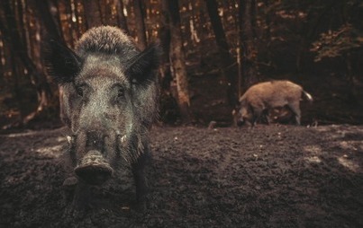 Zdjęcie do Rozporzdzenie  nr 16 z 2022 odstrzał sanitarny